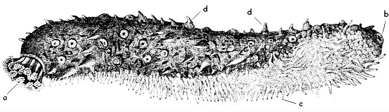 Deuterostomados