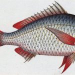 Mojarra