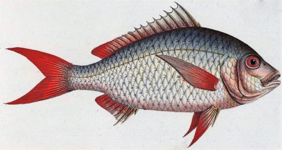 Mojarra Qué es, características, hábitat, reproducción, alimentación