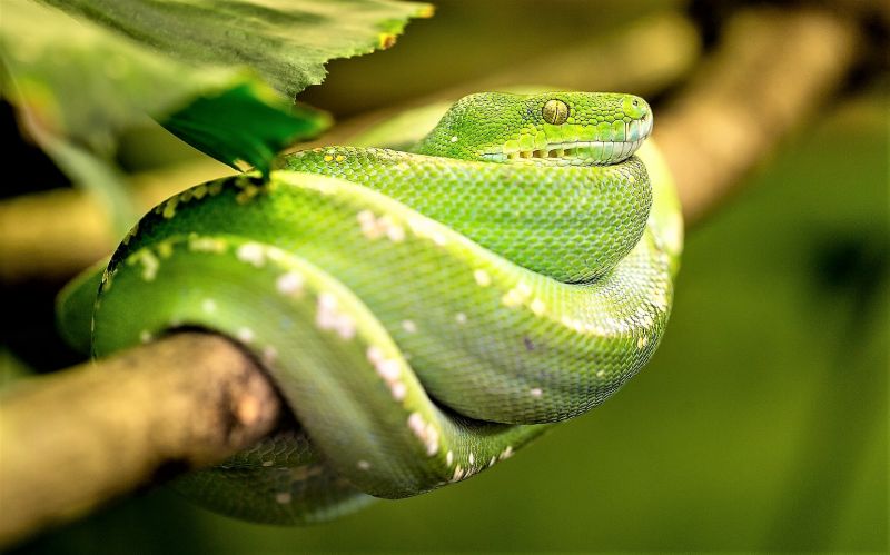 Animales de la selva