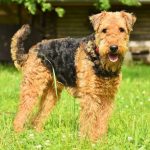 Airedale terrier