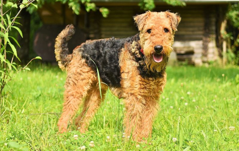 Airedale terrier