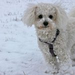 Bichón frisé
