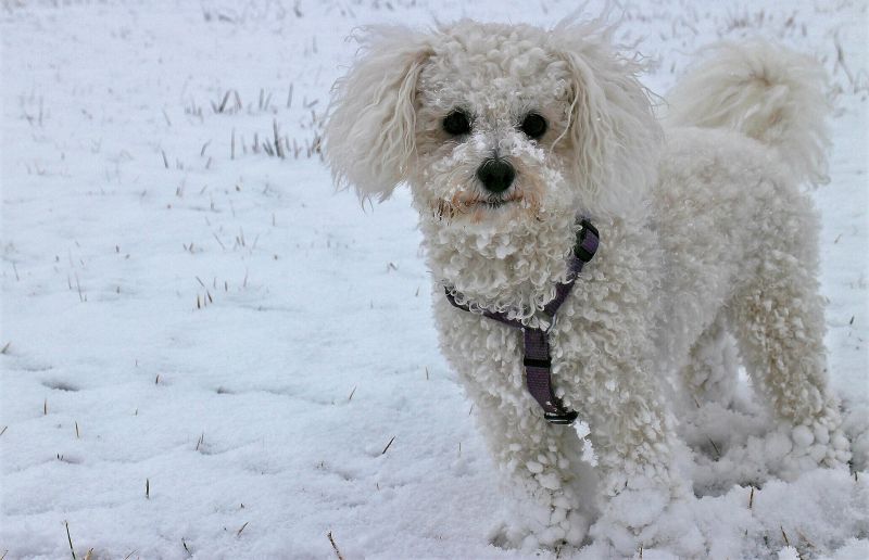 Bichón frisé