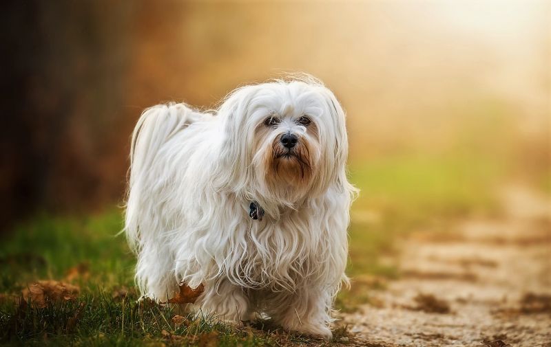 Bichón habanero