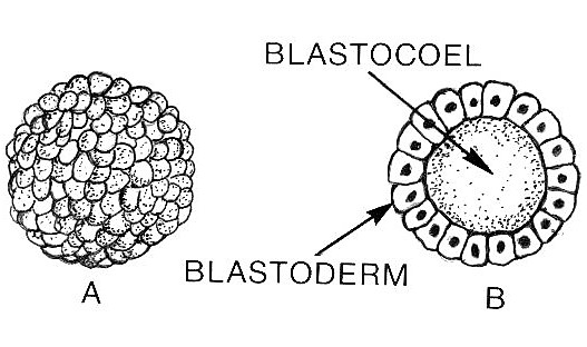 Blastocisto