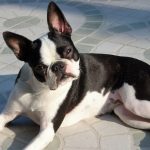 Boston terrier