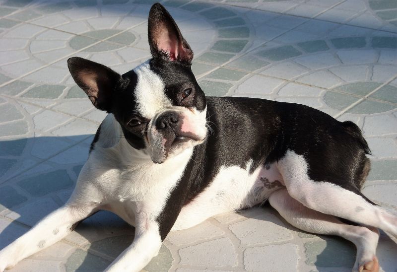 Boston terrier