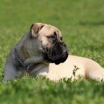 Bullmastiff