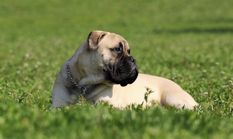 Bullmastiff