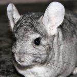 Chinchilla