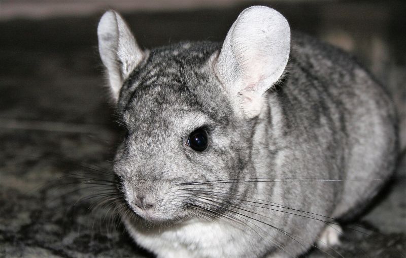 Chinchilla