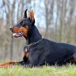 Doberman