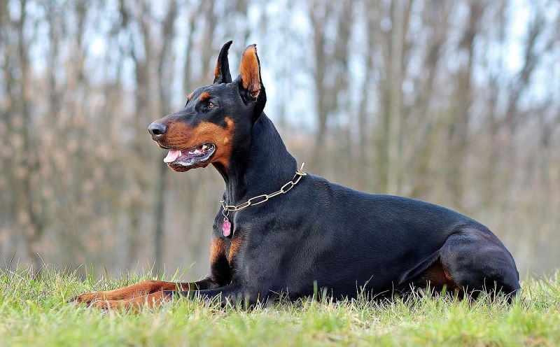 Doberman