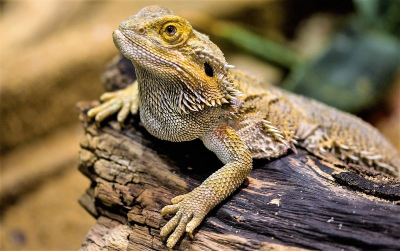 Dragón barbudo | Características, cuidados, comportamiento, otros datos