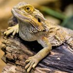 Dragón barbudo
