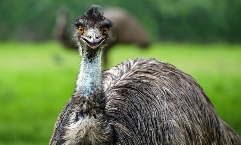Emú