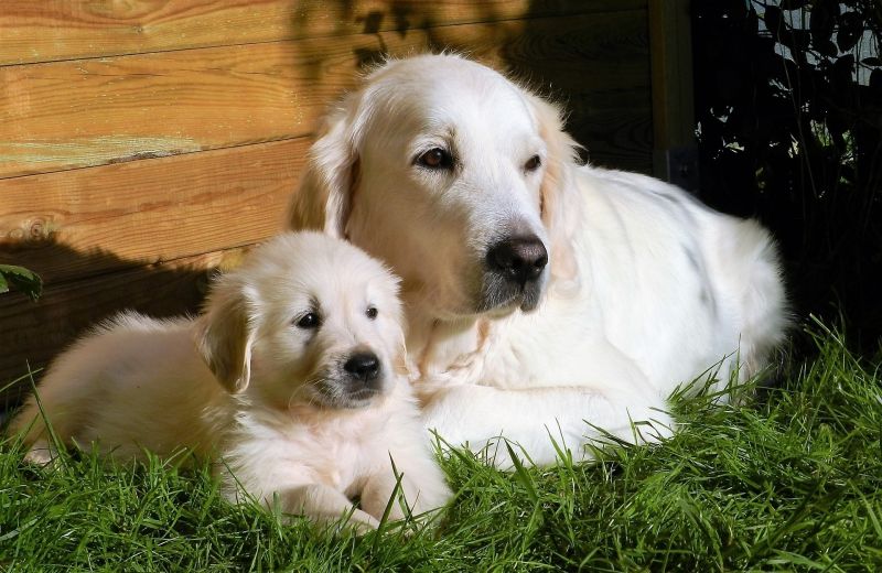 Golden retriever