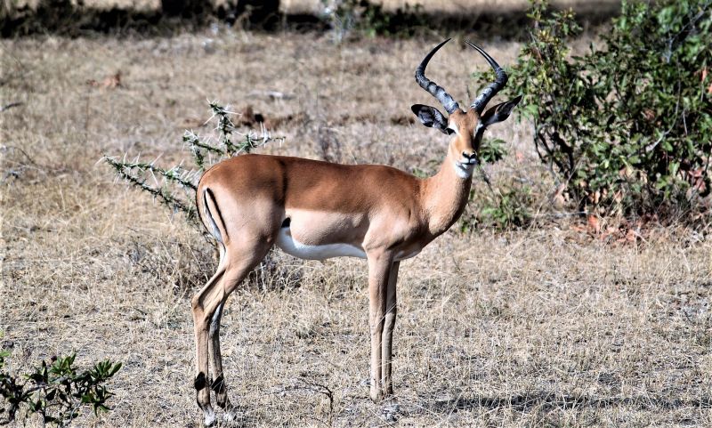 Impala