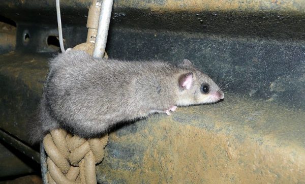 Lirón Características, hábitat, alimentación, reproducción