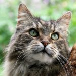 Maine coon
