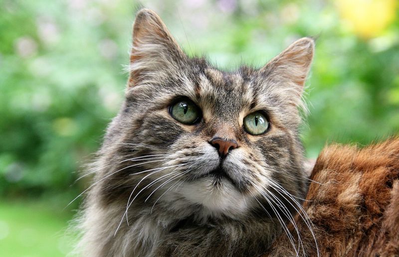 Maine coon