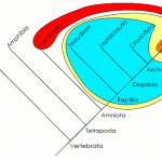 Monofiléctico