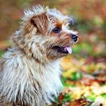 Norfolk terrier