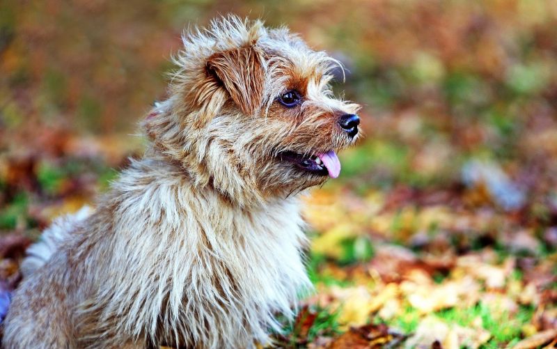 Norfolk terrier